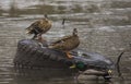 Ducks on the river Royalty Free Stock Photo