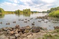 Ducks in the river Weser