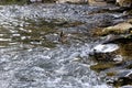 Ducks on the river Windrush - Bourton on the Water