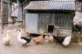 Ducks roaming outside their tiny house