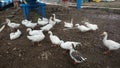 Ducks roaming in a resort