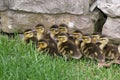 Ducks in a Row Royalty Free Stock Photo