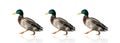 Ducks in a Row Royalty Free Stock Photo