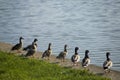 Ducks in row looking across lake