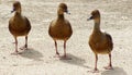 Ducks in a Row Royalty Free Stock Photo