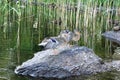 Ducks at saimaa lake, Finland Royalty Free Stock Photo