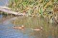 Ducks in Salburua Royalty Free Stock Photo