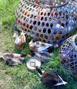 Ducks for sale in weekly market of Guwahati city.