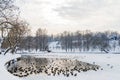 Ducks And Seagulls Birds On Frozen Winter Lake