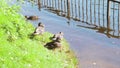 Ducks and seagulls fight over food nature water hungry