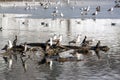 Ducks and seagulls - RAW format Royalty Free Stock Photo