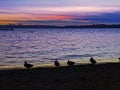 Ducks and seagulls in front of a sunset on Lake Washington, looking out at Seattle nightlife starting up Royalty Free Stock Photo