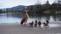 Ducks in Seepark Freiburg Royalty Free Stock Photo