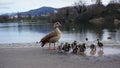 Ducks in Seepark Freiburg Royalty Free Stock Photo