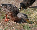 Ducks on shore of Estes Park Lake near Rocky Mountain National Park in Colorado Royalty Free Stock Photo