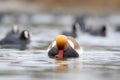 Mating birds. Nature background. Red crested Pochard. Netta rufina. Royalty Free Stock Photo