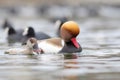 Mating birds. Nature background. Red crested Pochard. Netta rufina. Royalty Free Stock Photo