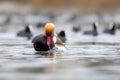 Mating birds. Nature background. Red crested Pochard. Netta rufina. Royalty Free Stock Photo