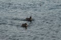 Ducks side by side in the pond Royalty Free Stock Photo