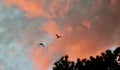 Pair of ducks flying during the pink sunset over Lake Murray South Carolina Royalty Free Stock Photo