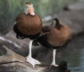 Ducks sitting on a log