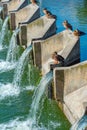 Ducks sitting on an overflow in Dambovita river in Bucharest, Ro Royalty Free Stock Photo