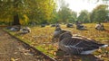 Ducks sleeping under the morning sun rays in Hyde park in london between autumn foliage Royalty Free Stock Photo