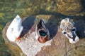 Ducks sleeping on a rock Royalty Free Stock Photo