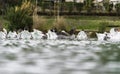 Flock of ducks swimming in water.