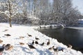 Ducks by a snowy pond.