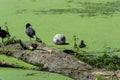 Ducks and soccer ball in a pond