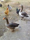 Ducks with some chickens in the yard are very beautiful