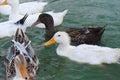 Ducks splashing in the lake