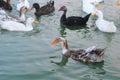 Ducks splashing in the lake