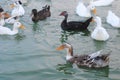 Ducks splashing in the lake
