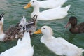 Ducks splashing in the lake