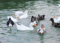 Ducks splashing in the lake