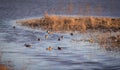 Ducks Spotted at Aiguamolls d`Emporda Royalty Free Stock Photo