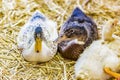 Ducks squatting on straw Royalty Free Stock Photo