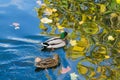 Ducks in the St. James Park, London. Royalty Free Stock Photo