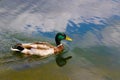 Ducks in the St. James Park, London. Royalty Free Stock Photo