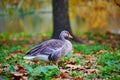 Ducks in St. James park of London