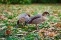 Ducks in St. James park of London