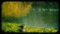 Ducks on St. James`s park, London