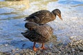 Ducks stand on the shore of the lake and wash