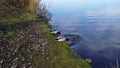 Ducks standing at the green shore of the lake and drinking water Royalty Free Stock Photo