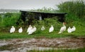 Ducks standing in the rain Royalty Free Stock Photo