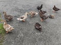 Ducks standing and resting on the road