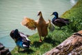 Ducks standing on river bank Royalty Free Stock Photo