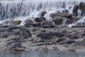 Ducks on banks of Idaho Falls